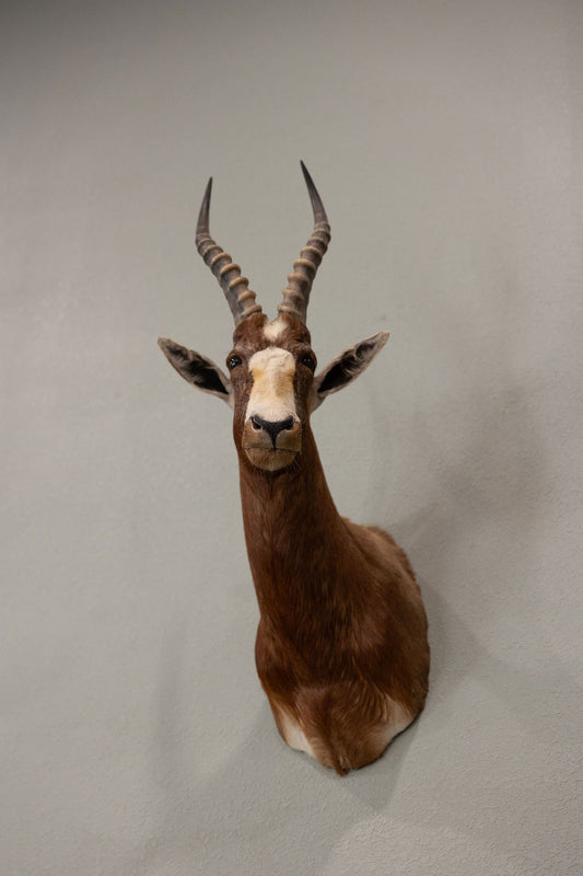 Blesbok