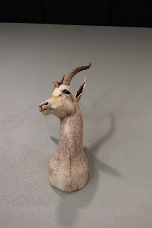 Blesbok