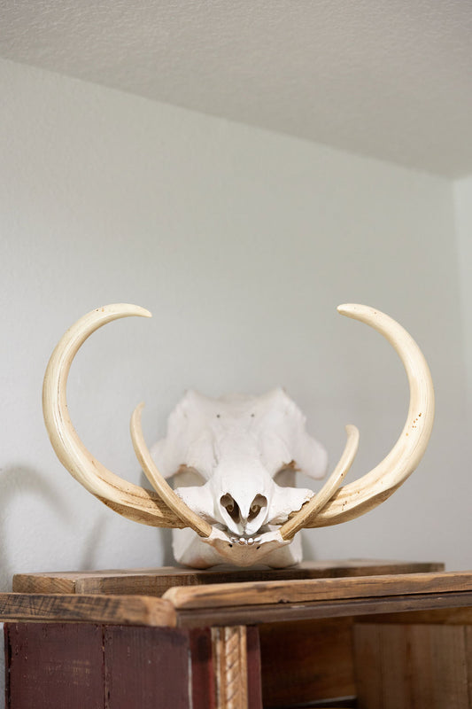 Warthog Skull